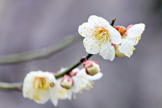 ume
