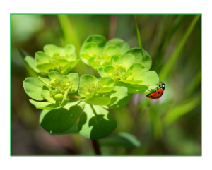 ladybug-250425_1280