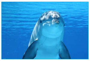 dolphin-203875_1280