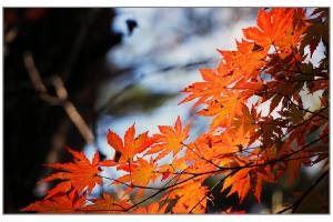 red-maple-leaf-507545_1280