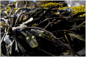 seaweed-991706_1920