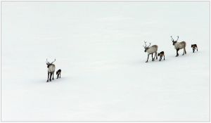 wild-reindeer-624399_1920