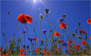 field-of-poppies-807871_1280