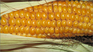 corn-190014_1920