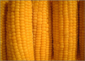 corn-823446_1280