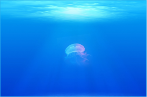 jellyfish-698521_1280