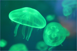 jellyfish-796523_1920