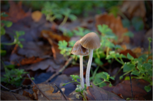 mushrooms-1110220_1920