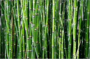 bamboo-800869_1920