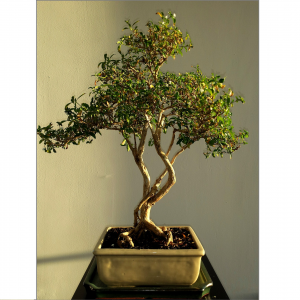 bonsai-514906_1920