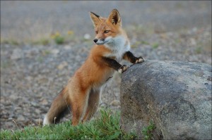 fox-935210_1280