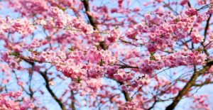 cherry-blossom-1318258_1920